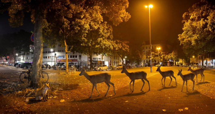 A herd of deer is walking across the field